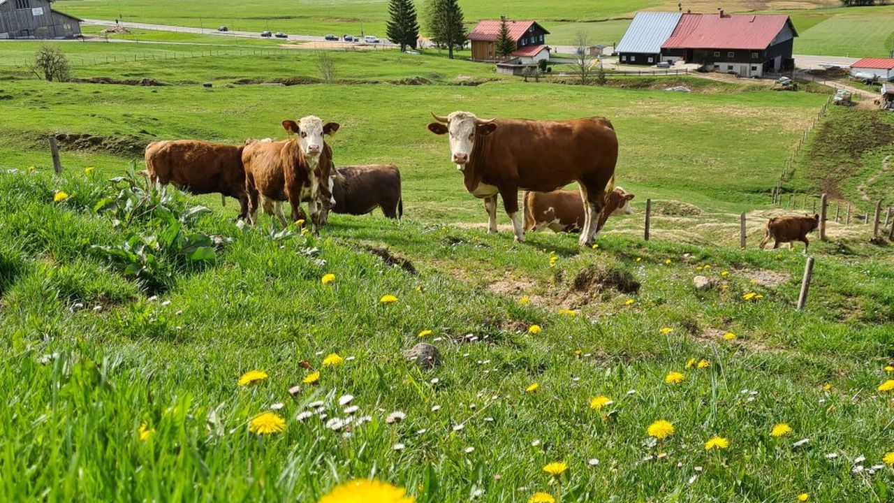 Rinder auf der Sommerweide Rinder auf der Sommerweide